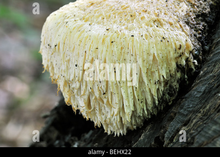 Leone la criniera / fungo barbuto dente (Hericium erinaceum / Hericium erinaceus / Clavaria erinaceus) sul tronco di albero Foto Stock
