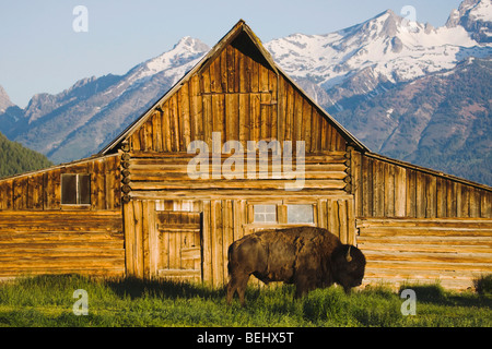 Bisonti americani, Buffalo (Bison bison) adulto nella parte anteriore del vecchio fienile in legno e Grand Teton range, Antelope piana, Grand Teton NP,USA Foto Stock