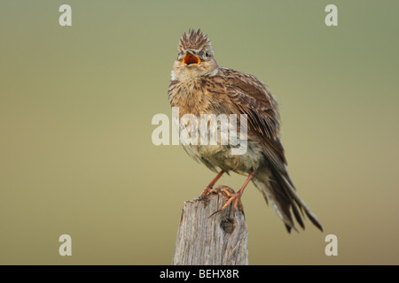 Allodola eurasiatica (Alauda arvense) cantare dal polo di recinzione lungo il campo Foto Stock