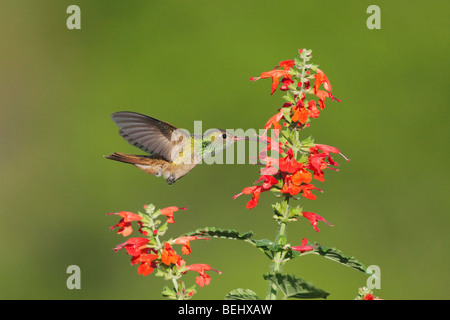 Buff-panciuto Hummingbird (Amazilia yucatanenensis), maschio alimentazione su Tropical salvia (Salvia coccinea), il Corpus Christi, Texas Foto Stock
