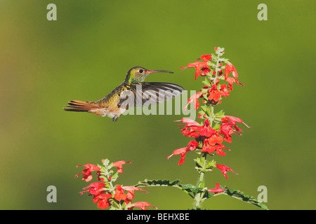 Buff-panciuto Hummingbird (Amazilia yucatanenensis), maschio alimentazione su Tropical salvia (Salvia coccinea), il Corpus Christi, Texas Foto Stock