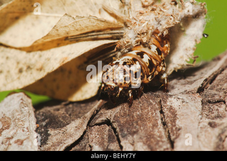 Bagworm moth (Psychidae), Caterpillar, Sinton, Coastal Bend, Texas, Stati Uniti d'America Foto Stock