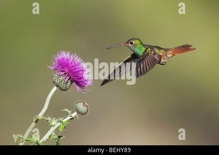 Buff-panciuto Hummingbird (Amazilia yucatanenensis), alimentazione maschio sul Texas thistle, Sinton, Corpus Christi, Coastal Bend, Texas Foto Stock