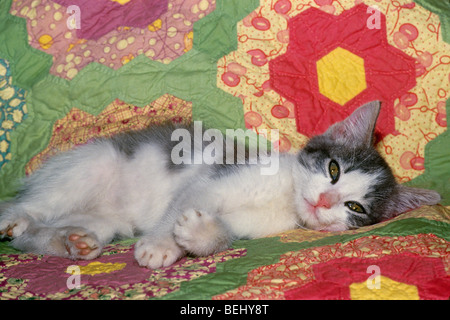 Carino fluffy grigio e bianco gattino sdraiato sul pathchwork fatti a mano quilt, STATI UNITI D'AMERICA Foto Stock