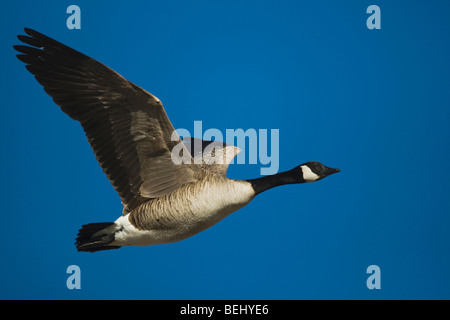 Canada Goose, Branta canadensis, adulto, Bosque del Apache National Wildlife Refuge , Nuovo Messico, STATI UNITI D'AMERICA Foto Stock