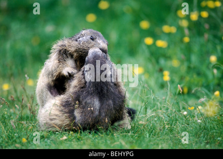 Due marmotte (Marmota marmota) combattimenti a prato, il Parco Nazionale del Gran Paradiso, Alpi Italiane, Italia Foto Stock