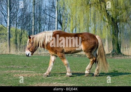 Ardenne o Ardennais progetto / progetto / carrello cavallo (Equus caballus) in campo, Belgio Foto Stock