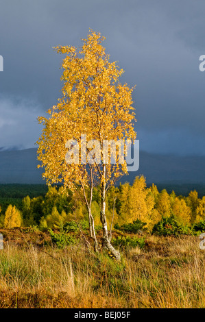 Autunno betulle Rothiemurchus nel Parco Nazionale di Cairngorms Aviemore. Highlands scozzesi SCO 5386 Foto Stock