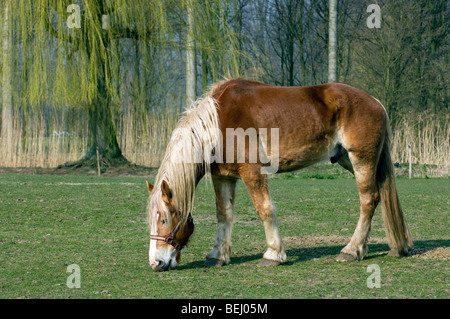 Ardenne o Ardennais progetto / progetto / carrello cavallo (Equus caballus) in campo, Belgio Foto Stock