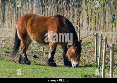 Ardenne o Ardennais progetto / progetto / carrello cavallo (Equus caballus) in campo, Belgio Foto Stock