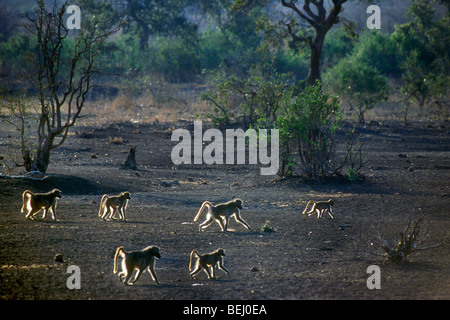I babbuini Chacma (Papio ursinus) rovistando nel bush, il Parco Nazionale Kruger, Sud Africa Foto Stock