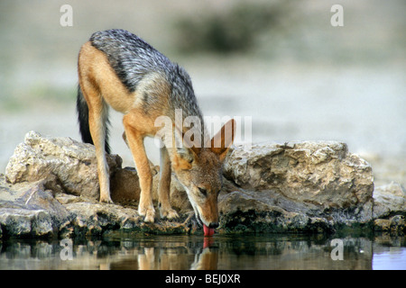 Nero-backed jackal (Canis mesomelas) acqua potabile a waterhole nel deserto del Kalahari, Kgalagadi Parco transfrontaliero, Sud Africa Foto Stock