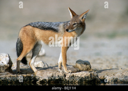 Nero-backed jackal (Canis mesomelas) a waterhole nel deserto del Kalahari, Kgalagadi Parco transfrontaliero, Sud Africa Foto Stock