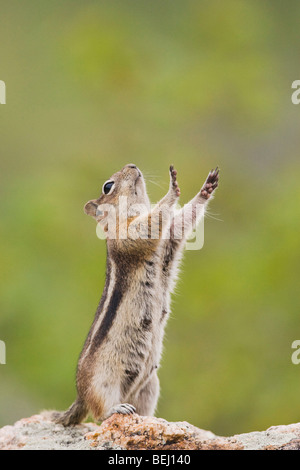 Golden-Massa mantled scoiattolo (Spermophilus lateralis), femmina stretching, Rocky Mountain National Park, COLORADO, Stati Uniti d'America Foto Stock