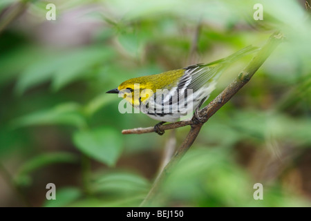 Nero-throated Wabrler verde (Dendroica Virens VIRENS), femmina nella primavera del piumaggio in Central Park di New York. Foto Stock