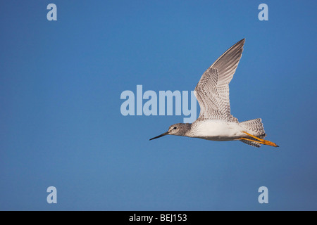 Maggiore (Yellowlegs Tringa melanoleuca), adulto in volo, Sinton, Corpus Christi, Coastal Bend, Texas, Stati Uniti d'America Foto Stock