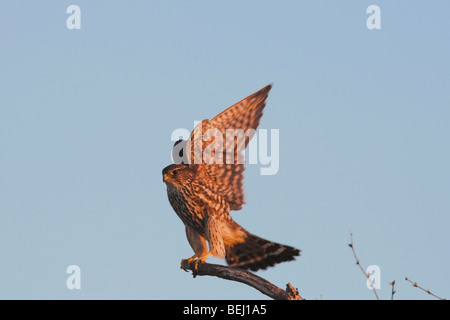 Merlin (Falco columbarius), Adulto atterraggio, Sinton, Corpus Christi, Coastal Bend, Texas, Stati Uniti d'America Foto Stock