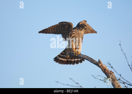 Merlin (Falco columbarius), Adulto atterraggio, Sinton, Corpus Christi, Coastal Bend, Texas, Stati Uniti d'America Foto Stock