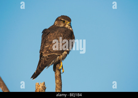 Merlin (Falco columbarius), Adulto sul post, Sinton, Corpus Christi, Coastal Bend, Texas, Stati Uniti d'America Foto Stock