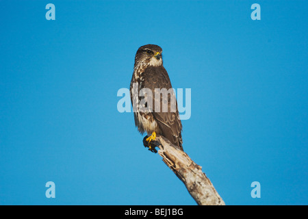 Merlin (Falco columbarius), Adulto sul post, Sinton, Corpus Christi, Coastal Bend, Texas, Stati Uniti d'America Foto Stock