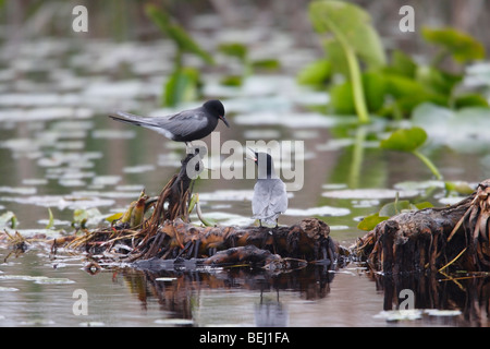 Black Tern (Chlidonias niger surinamensis), maschio e femmina in allevamento piumaggio impegnato nel corteggiamento. Foto Stock