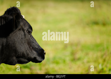 Il frisone vacca - profilo del paesaggio Foto Stock