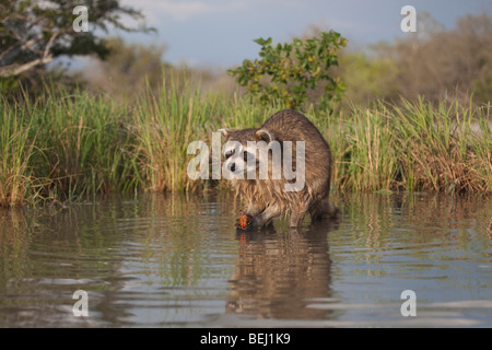 Procione settentrionale (Procione lotor), adulto in acqua di mangiare il gambero di fiume, aragosta,Corpus Christi, Coastal Bend, Texas, Stati Uniti d'America Foto Stock