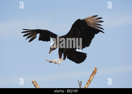 Avvoltoio nero (Coragyps atratus), Adulto sbarco sulla boccola, Sinton, Corpus Christi, Coastal Bend, Texas, Stati Uniti d'America Foto Stock