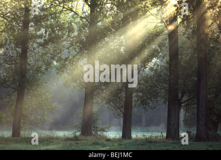 Fila di pioppi (Populus sp.) con sunrise e la nebbia, Belgio Foto Stock