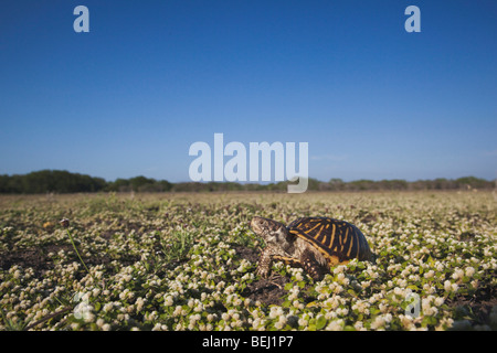 Casella di ornati tartaruga (Terrapene ornata), maschio, Sinton, Corpus Christi, Coastal Bend, costa del Texas, Stati Uniti d'America Foto Stock