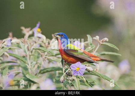 Dipinto di Bunting (Passerina ciris), maschio cantando su Silverleaf Nightshade,Sinton, Corpus Christi, Coastal Bend, Texas, Stati Uniti d'America Foto Stock