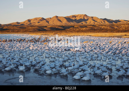 Snow Goose (Chen caerulescens) e gru Sandhill gregge al tramonto, Bosque del Apache National Wildlife Refuge , Nuovo Messico, STATI UNITI D'AMERICA, Foto Stock