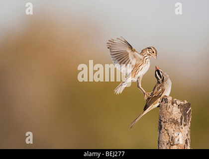 Bianco-incoronato Sparrow (Zonotrichia leucophrys), Adulto a combattere con la Savannah Sparrow, Corpus Christi, Coastal Bend, Texas, Stati Uniti d'America Foto Stock