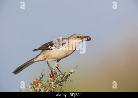 Northern Mockingbird (Mimus polyglottos),adulto mangiano le bacche,Starr County, Rio Grande Valley, Texas, Stati Uniti d'America Foto Stock