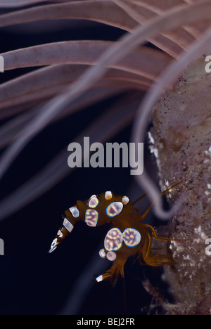 Gamberi squat su un anemone tubo sotto l'acqua. Foto Stock