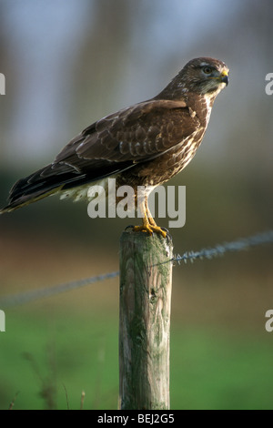 Comune poiana (Buteo buteo) appollaiato sul palo di recinzione lungo il campo su terreni agricoli Foto Stock