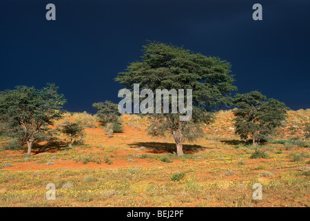 Camel Thorn trees (Acacia erioloba) nel deserto del Kalahari durante la stagione delle piogge, Kgalagadi Parco transfrontaliero, Sud Africa Foto Stock