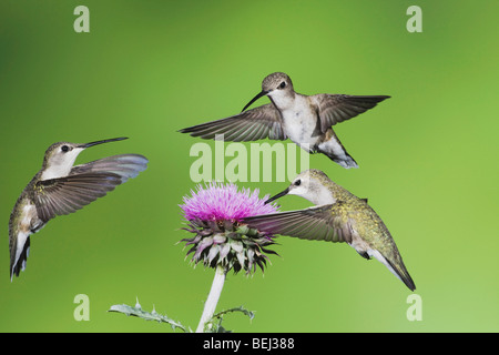 Nero-chinned Hummingbird (Archilochus alexandri), femmine avanzamento sul Texas thistle, Sinton, Corpus Christi, Coastal Bend, Texas Foto Stock