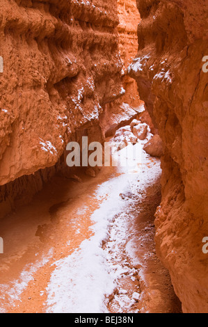 Di polvere fresca lungo Wall Street, il Parco Nazionale di Bryce Canyon, Utah Foto Stock