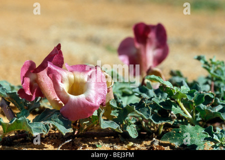 Artiglio del diavolo / impianto benna mordente (Harpagophytum procumbens) nel deserto del Kalahari, Kgalagadi Parco transfrontaliero, Sud Africa Foto Stock