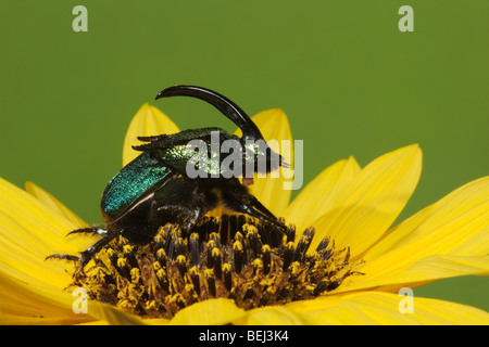 Rainbow Scarabeo (Phanaeus vindex), adulto maschio, Sinton, Corpus Christi, Coastal Bend, Texas, Stati Uniti d'America Foto Stock