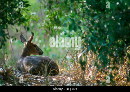 Cefalofo comune (Sylvicapra grimmia) di appoggio nella boccola, Kruger National Park, Sud Africa Foto Stock