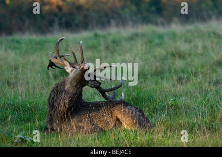 Appoggio il cervo rosso cervo (Cervus elaphus) graffiare il suo ritorno con corna di cervo al forest's edge Foto Stock