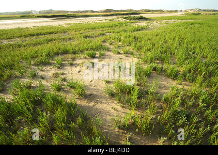 Marsh samphire / la salicornia (Salicornia europaea) nella zona di Zwin riserva naturale, Belgio Foto Stock