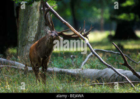 Red Deer cervo (Cervus elaphus) distruggendo filiale di grandi dimensioni con le sue corna nella foresta per mostrare la sua forza durante la routine in autunno Foto Stock