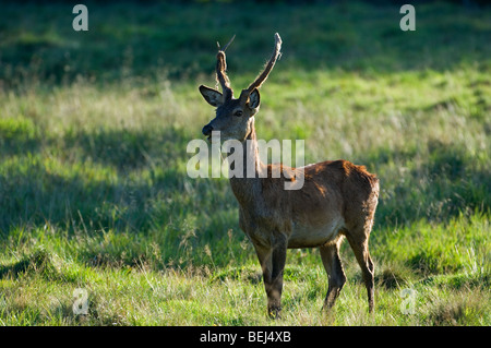 Giovani Red Deer cervo (Cervus elaphus) con corna effusione del loro velvet Foto Stock