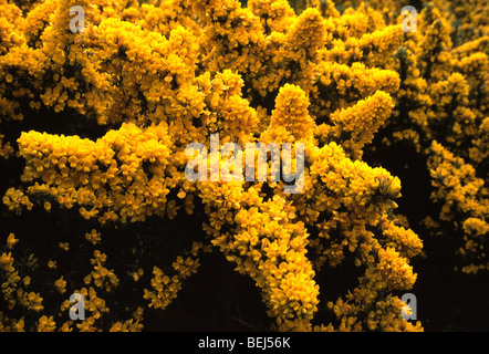 Fioritura comune (gorse Ulex Europaeus), Francia Foto Stock