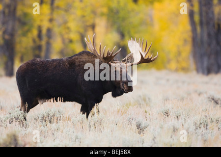 Alci (Alces alces), Bull, Grand Teton NP,Wyoming, STATI UNITI D'AMERICA Foto Stock