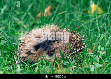 Ritratto di hedgehog europea avvolto a ricciolo (Erinaceus europaeus) in erba in giardino Foto Stock