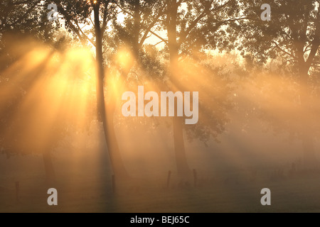 Fila di pioppi (Populus sp.) con sunrise e la nebbia, Belgio Foto Stock